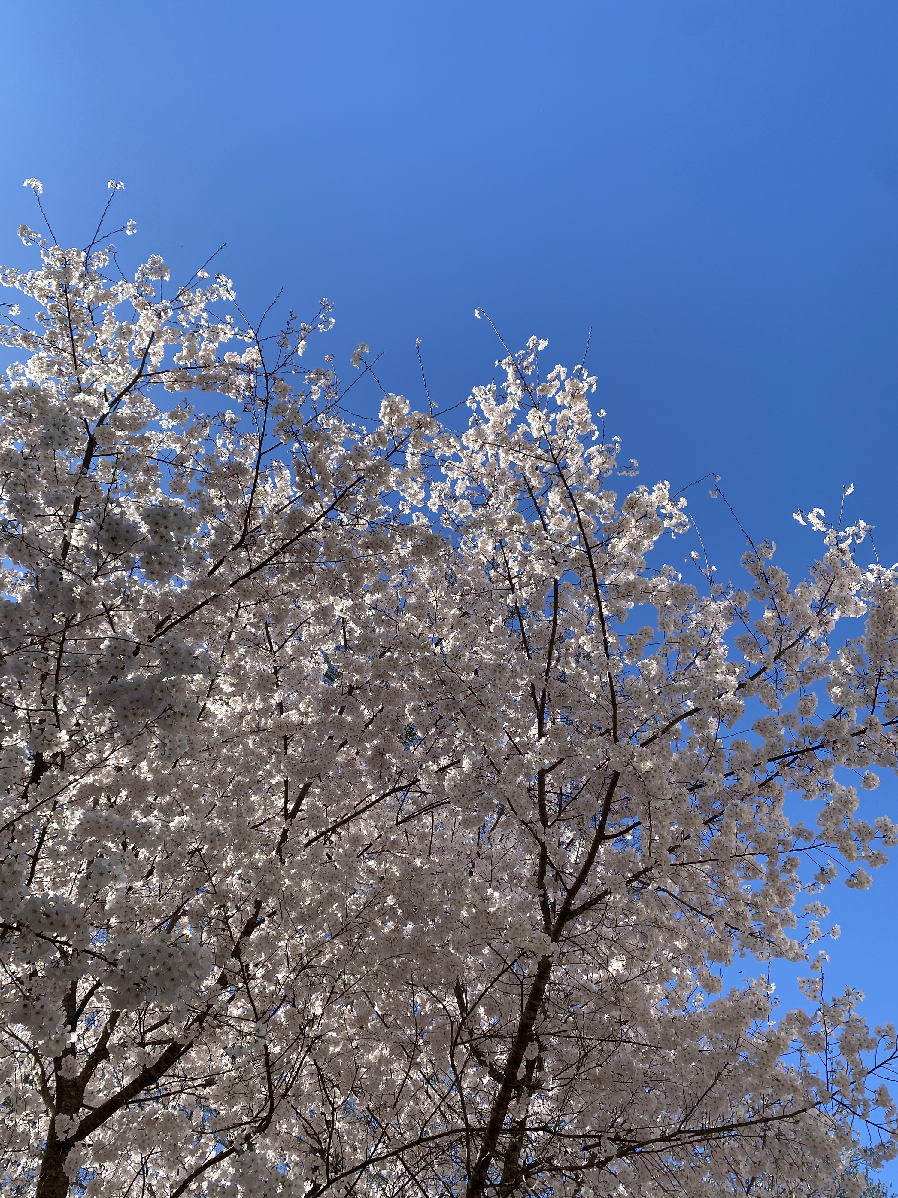 cherry blossom tree in bloom against blue sky for spring floral arrangements inspiration