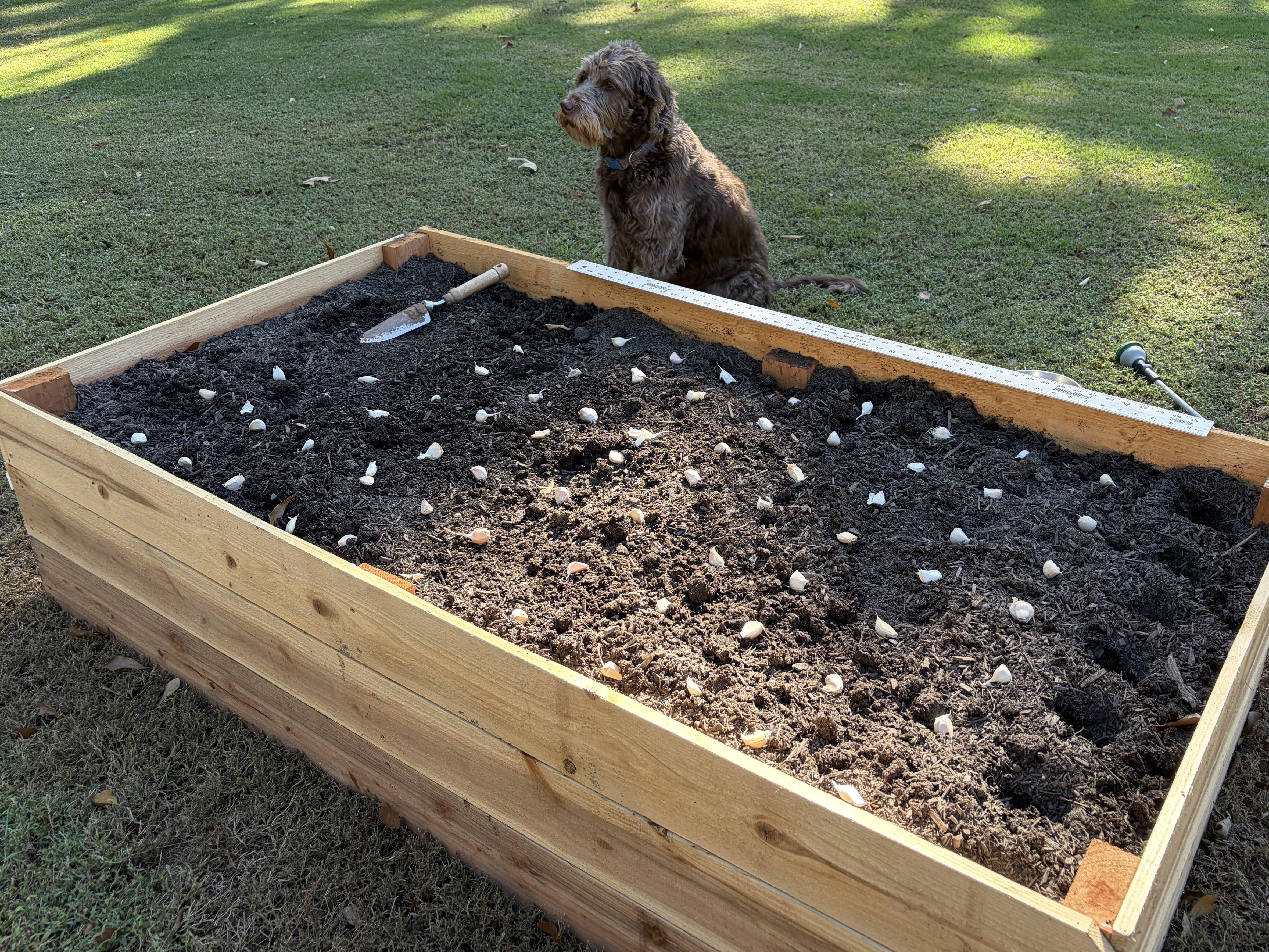 Raised garden bed with garlic cloves laid out for fall planting, a trowel, a ruler, and a brown dog sitting behind it. Learn how to plant garlic in the fall